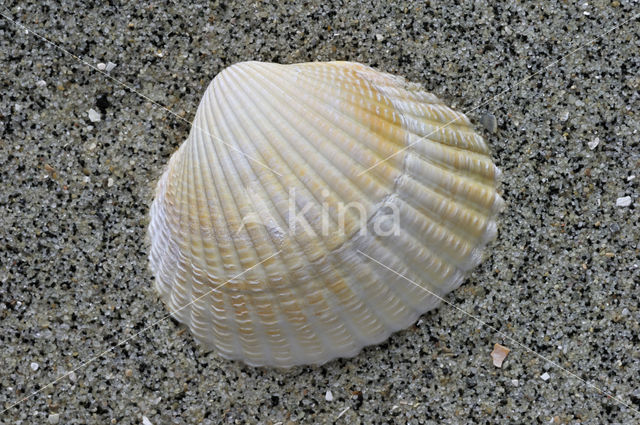 Common Cockle (Cerastoderma edule)