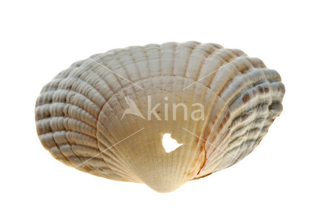 Common Cockle (Cerastoderma edule)