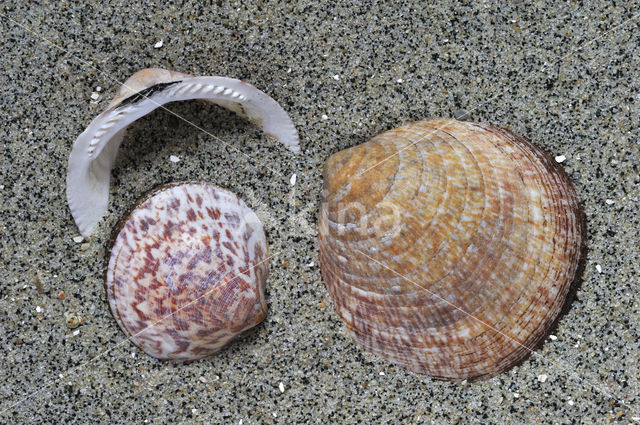 Gewone Marmerschelp (Glycymeris glycymeris glycymeris)