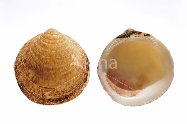 Gewone Marmerschelp (Glycymeris glycymeris glycymeris)