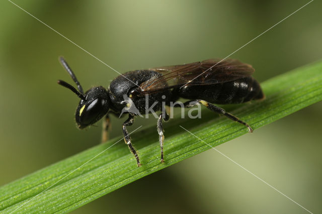 Gewone maskerbij (Hylaeus communis)