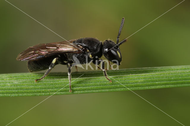 Gewone maskerbij (Hylaeus communis)