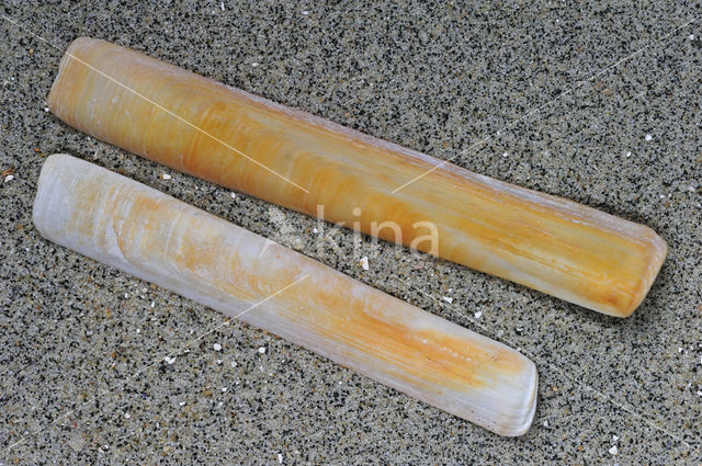 Grooved Razor (Solen marginatus)