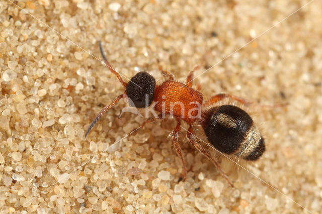 Small Velvet Ant (Smicromyrme rufipes)