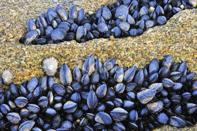 Common mussel (Mytilus edulis)