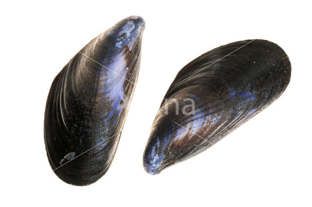 Common mussel (Mytilus edulis)