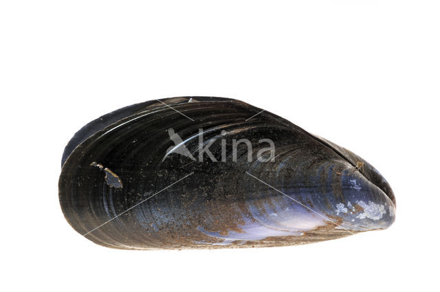 Common mussel (Mytilus edulis)