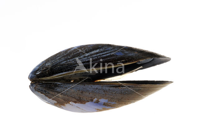 Common mussel (Mytilus edulis)