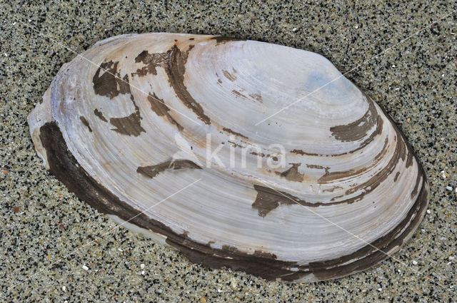 Common Otter-shell (Lutraria lutraria)