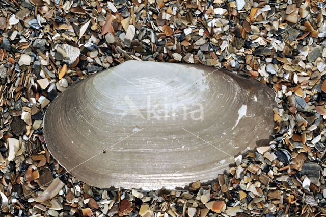 Common Otter-shell (Lutraria lutraria)