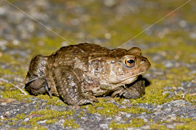 Gewone pad (Bufo bufo)