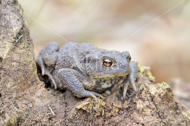 Common Toad (Bufo bufo)