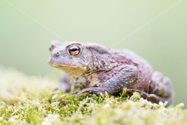 Gewone pad (Bufo bufo)