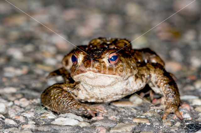 Gewone pad (Bufo bufo)