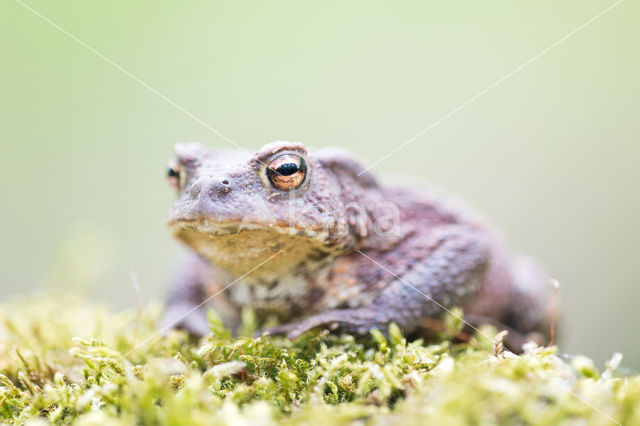 Gewone pad (Bufo bufo)