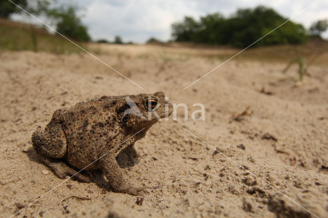 Gewone pad (Bufo bufo)