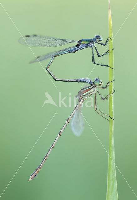 Gewone pantserjuffer (Lestes sponsa)