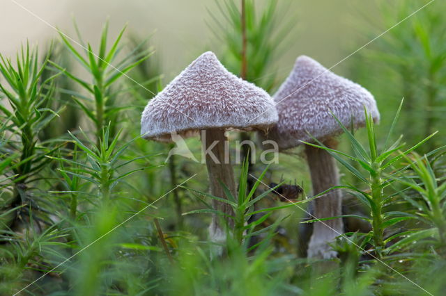 Gewone pelargoniumgordijnzwam (Cortinarius paleaceus)