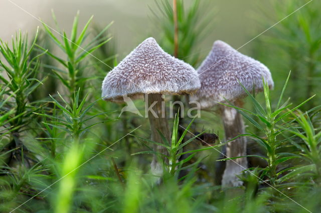 Gewone pelargoniumgordijnzwam (Cortinarius paleaceus)