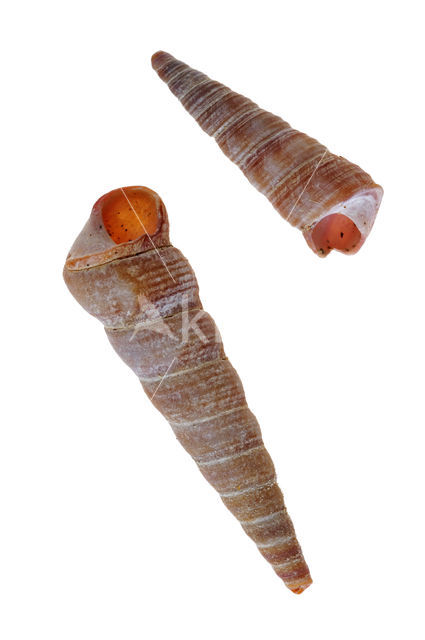 Gewone Penhoren (Turritella communis)