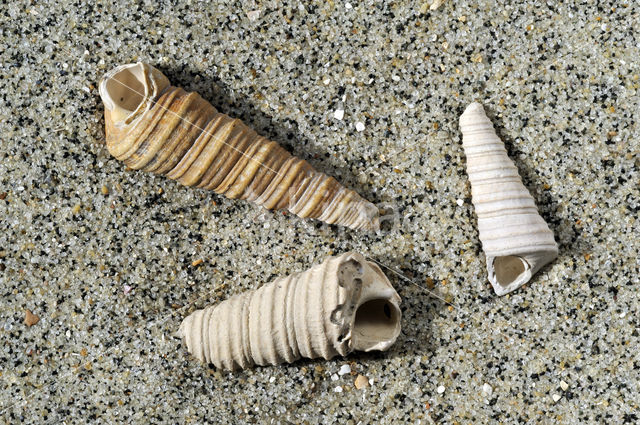 Gewone Penhoren (Turritella communis)