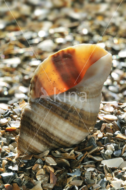 Dogwhelk