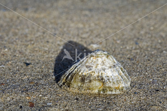 Common Limpet (Patella vulgata)