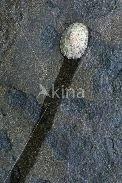 Common Limpet (Patella vulgata)