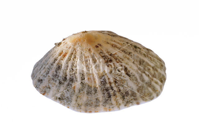 Common Limpet (Patella vulgata)