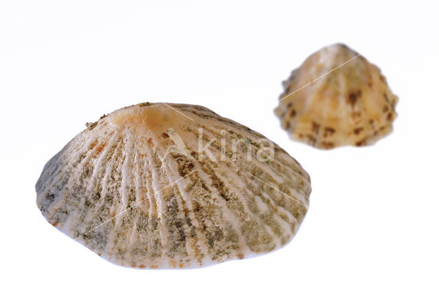 Common Limpet (Patella vulgata)