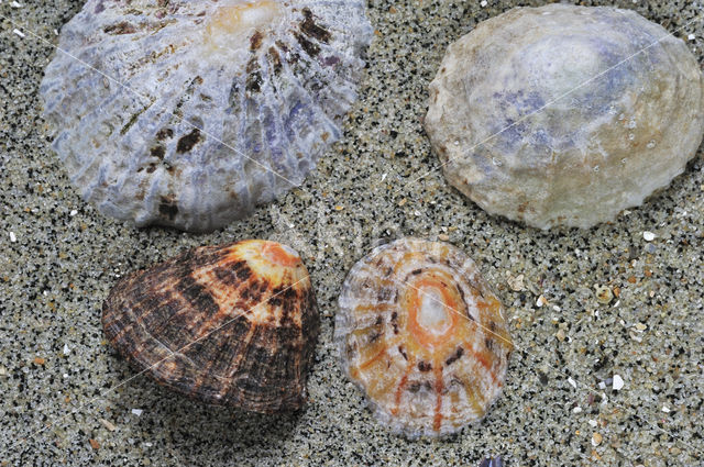 Common Limpet (Patella vulgata)