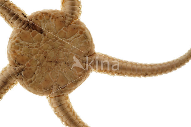 Brittle star (Ophiura ophiura)