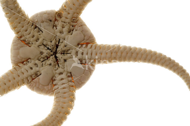 Brittle star (Ophiura ophiura)