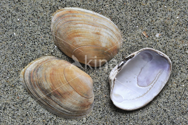 Pullet Carpet-shell (Venerupis senegalensis)