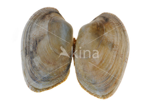 Pullet Carpet-shell (Venerupis senegalensis)