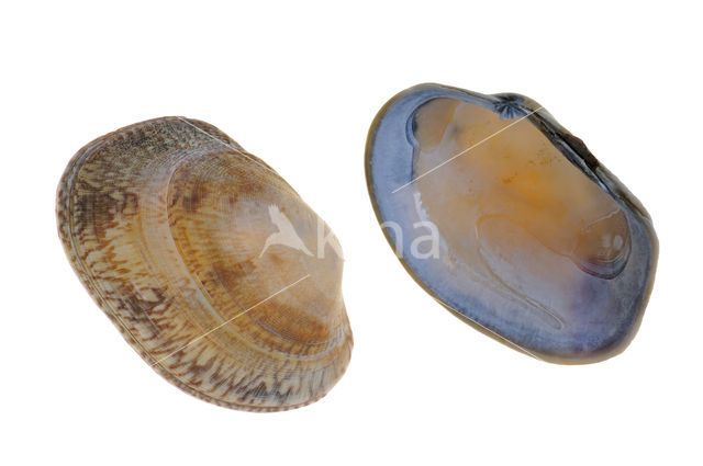 Pullet Carpet-shell (Venerupis senegalensis)