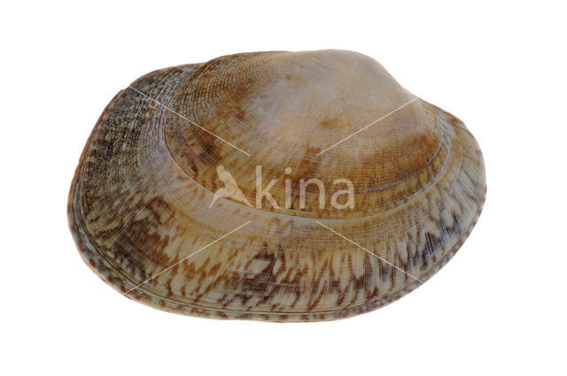 Gewone Tapijtschelp (Venerupis senegalensis)