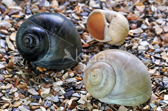 Large Necklace-shell (Euspira catena)