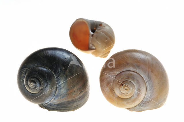 Large Necklace-shell (Euspira catena)