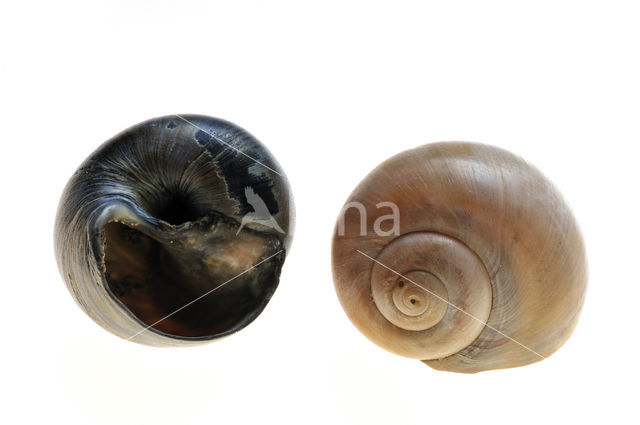 Large Necklace-shell (Euspira catena)