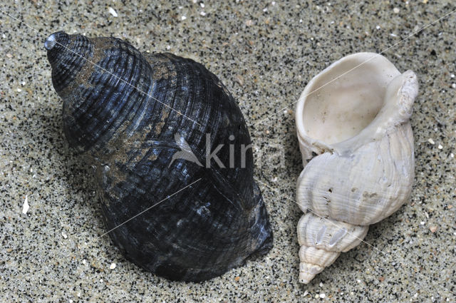 Common Whelk (Buccinum undatum)