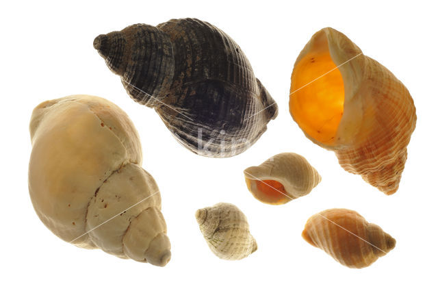 Common Whelk (Buccinum undatum)