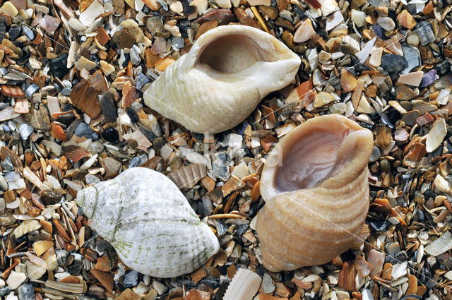 Common Whelk (Buccinum undatum)