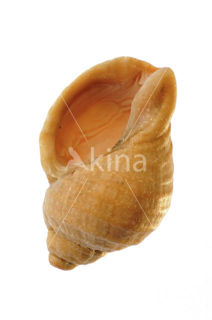 Common Whelk (Buccinum undatum)