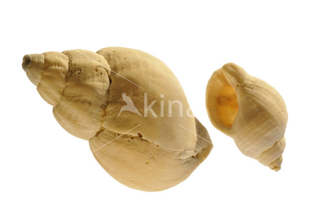 Common Whelk (Buccinum undatum)