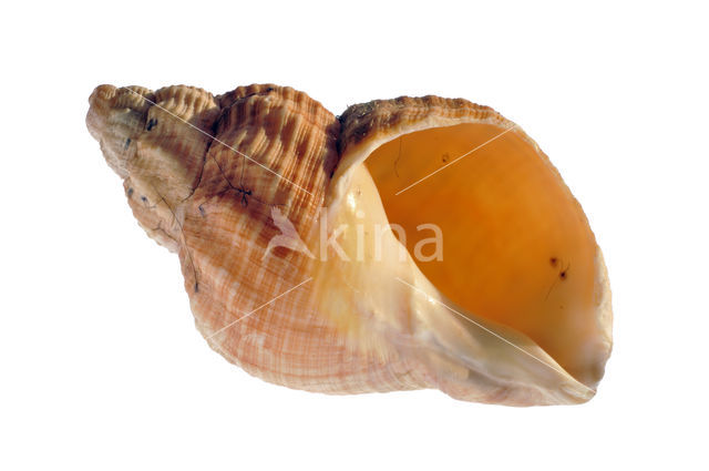 Common Whelk (Buccinum undatum)