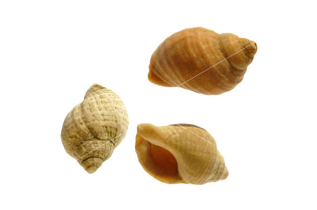 Common Whelk (Buccinum undatum)