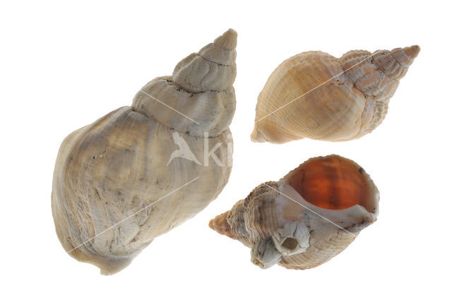 Common Whelk (Buccinum undatum)