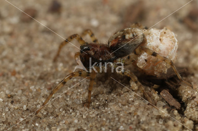 Gewone zandwolfspin (Arctosa perita)