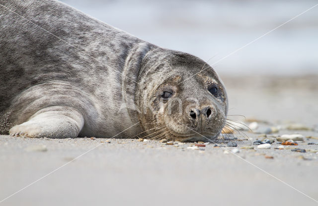 Grijze zeehond